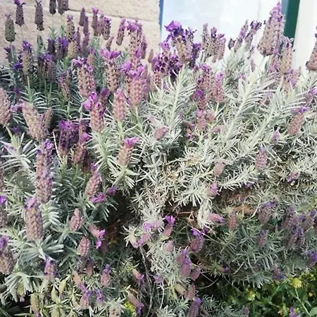 Ca N'oliver Casa De Colonies אכסניה Pontos