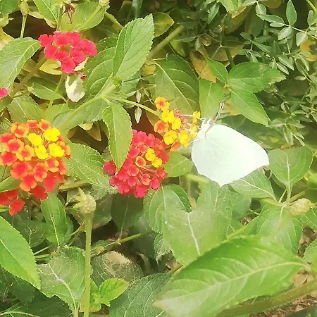 Ca N'oliver Casa De Colonies אכסניה Pontos